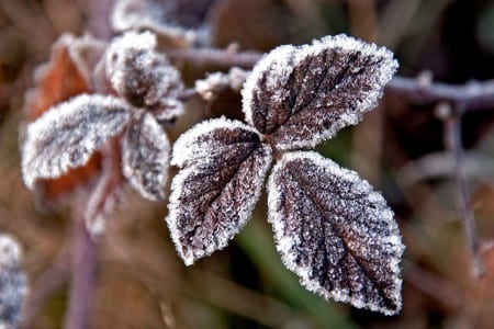 Plantas de exterior en invierno cubiertas de escarcha