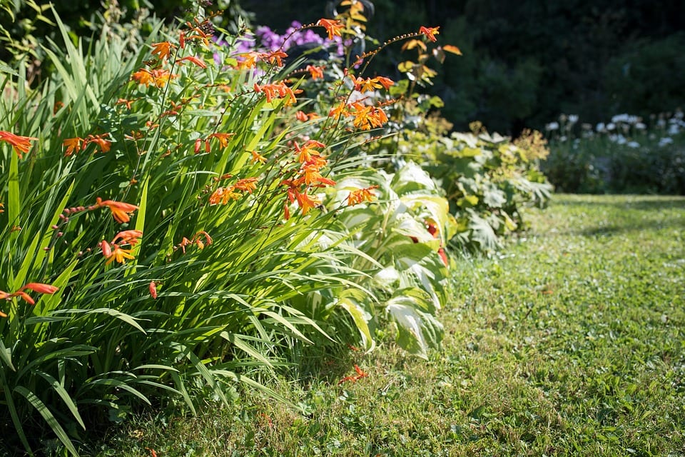 Jardín en verano: riego, plagas y poda con calor