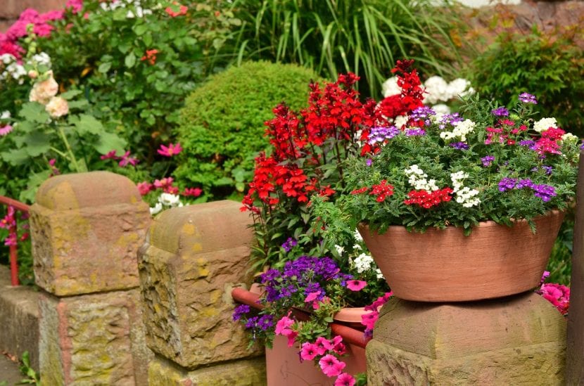 Maceta con flores en un jardín doméstico