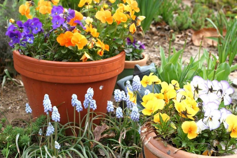 Plantas de jardín en pleno crecimiento
