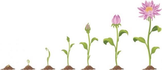 Planta joven creciendo con vigor en primavera