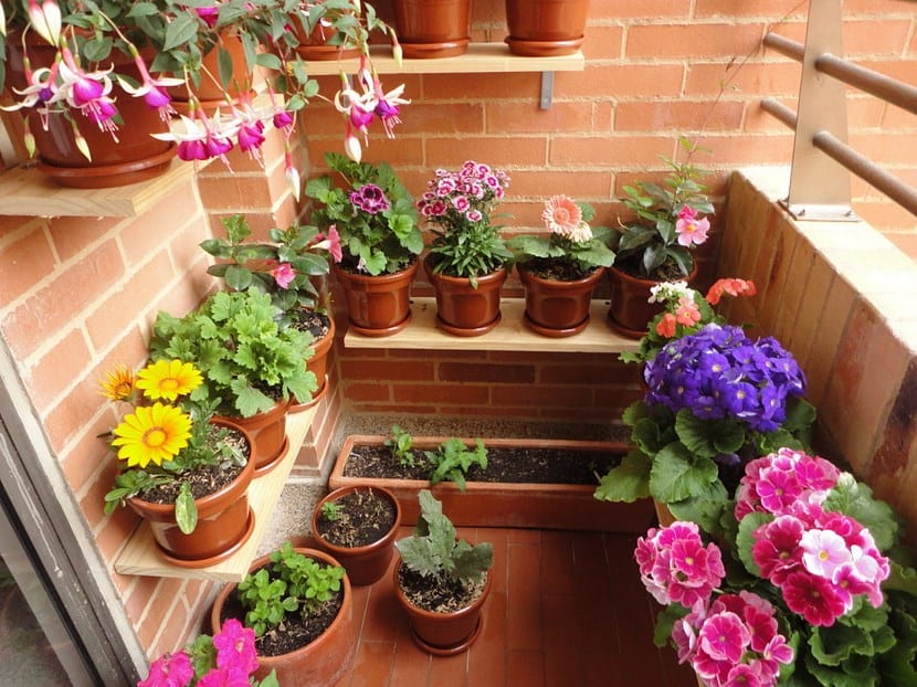 Macetas plantadas en una terraza con el sustrato recién renovado