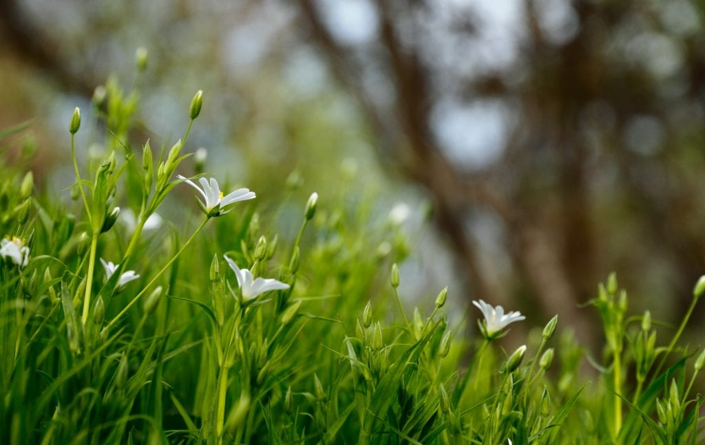 Jardín sano: remedios caseros que funcionan y cuáles no