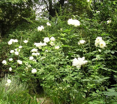 Rosaleda con rosales de la variedad Iceberg en plena floración