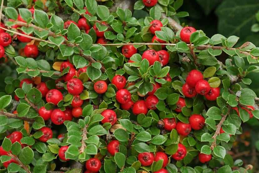 Frutos rojos del Cotoneaster dammeri en otoño