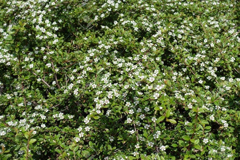 Brotes nuevos de cotoneaster con hojas pequeñas y brillantes