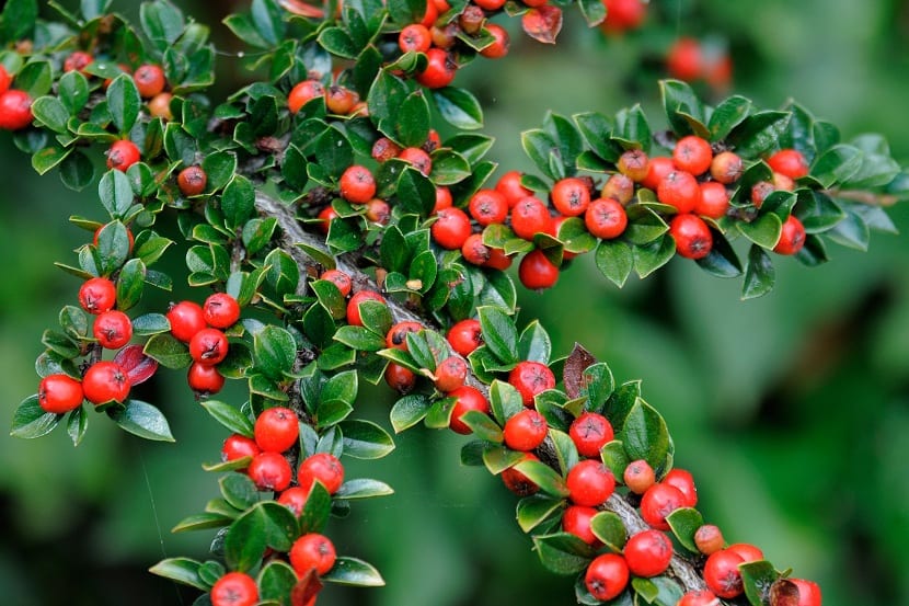 Ramas de Cotoneaster horizontalis con su disposición en espina de pez