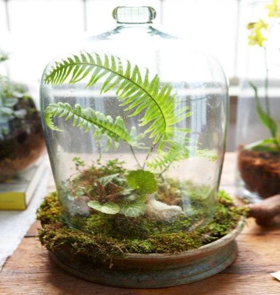 Helecho de hoja fina apropiado para un terrario cerrado
