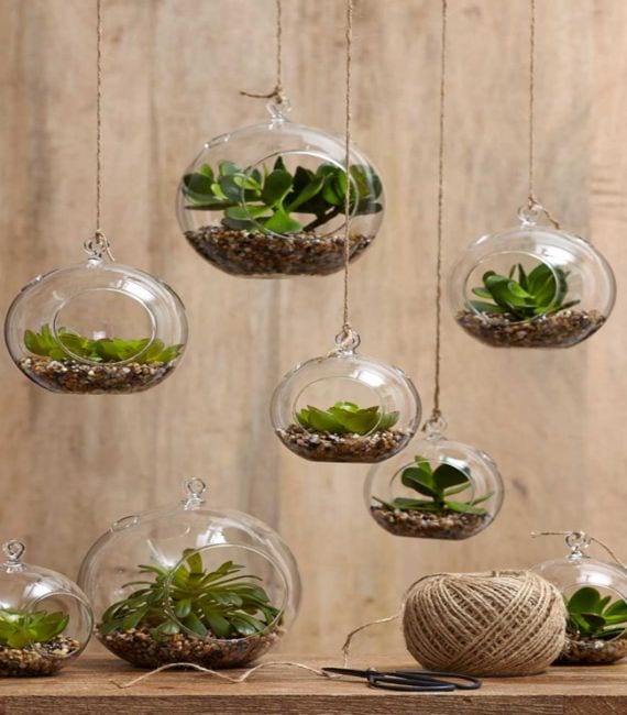 Plantas dentro de un recipiente de cristal formando un terrario