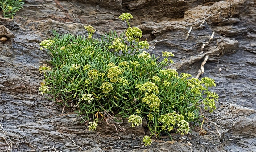 Mata de Crithmum maritimum creciendo entre rocas del litoral