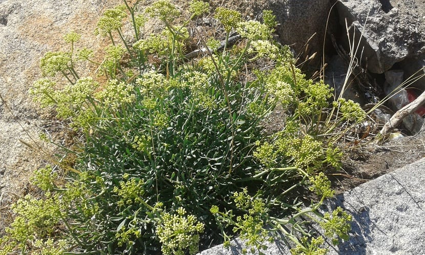 Detalle de las hojas carnosas del hinojo marino