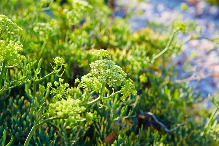 Crithmum maritimum