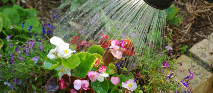 Riego de plantas con manguera en el jardín