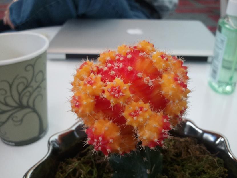 Cactus injertado sobre un patrón columnar