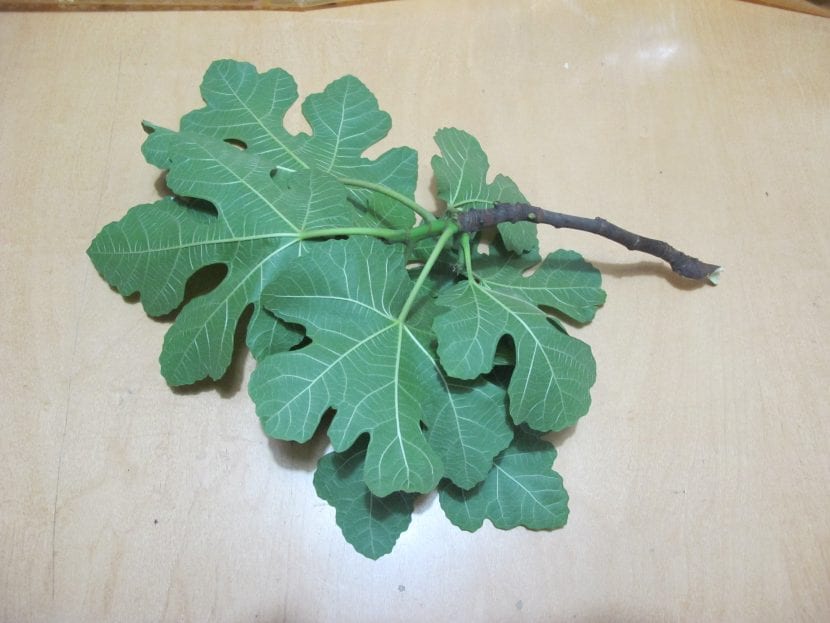 Estacas leñosas de higuera preparadas para plantar