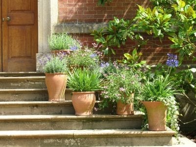Plantas en macetas de terracota en invierno