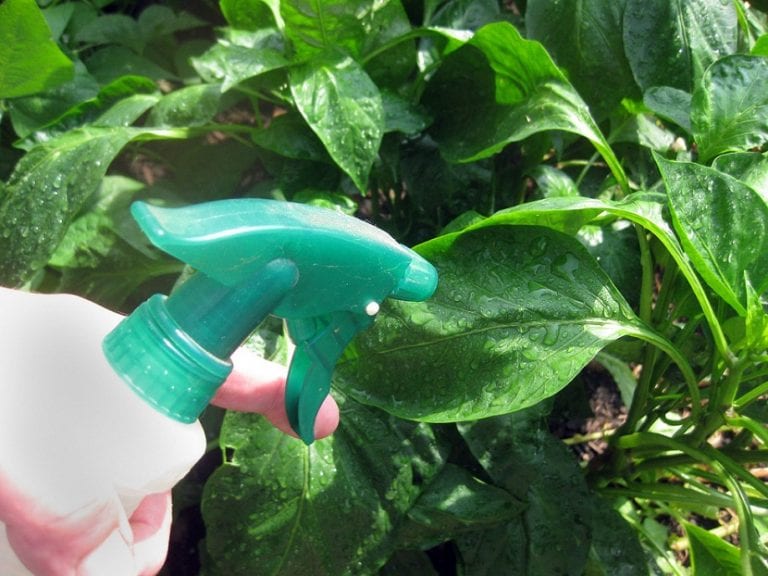 Plantas con flor abonadas en maceta