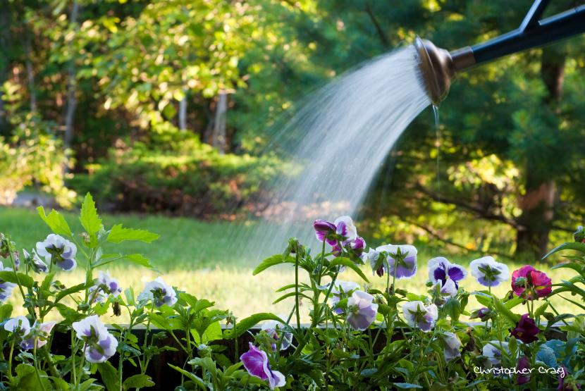 Riego en primavera: cuándo y cómo regar cada planta