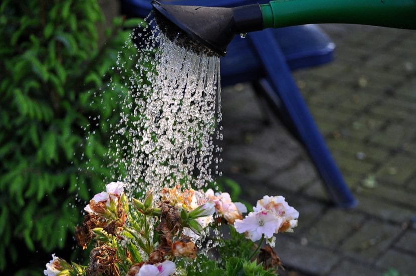 Regadera para el riego de plantas en maceta