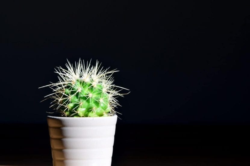 Cactus dentro de un cubremaceta decorativo