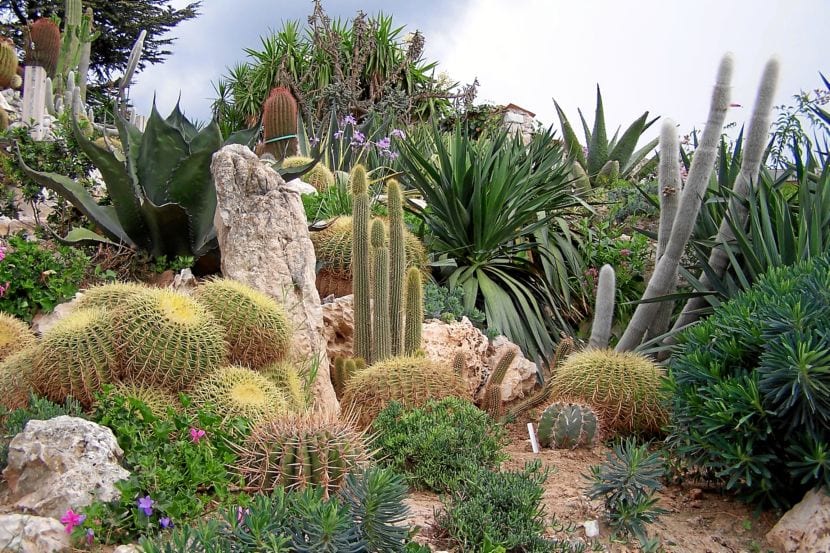 Jardín de cactus y plantas crasas con grava