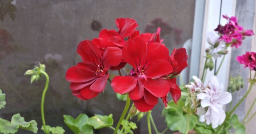 Plantas en maceta en verano: riego, calor y abonado