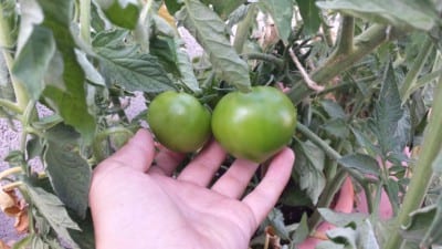 Tomates madurando en una planta cultivada en maceta