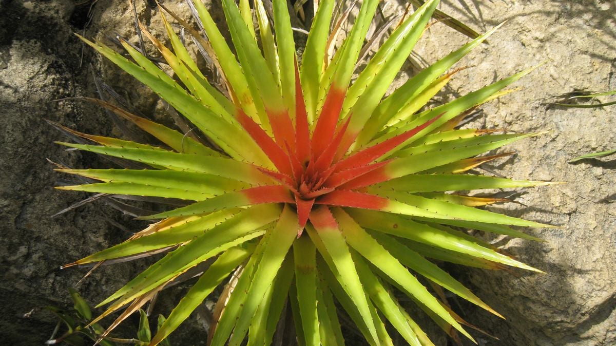 Roseta de bromelia con hojas gruesas y coloración intensa