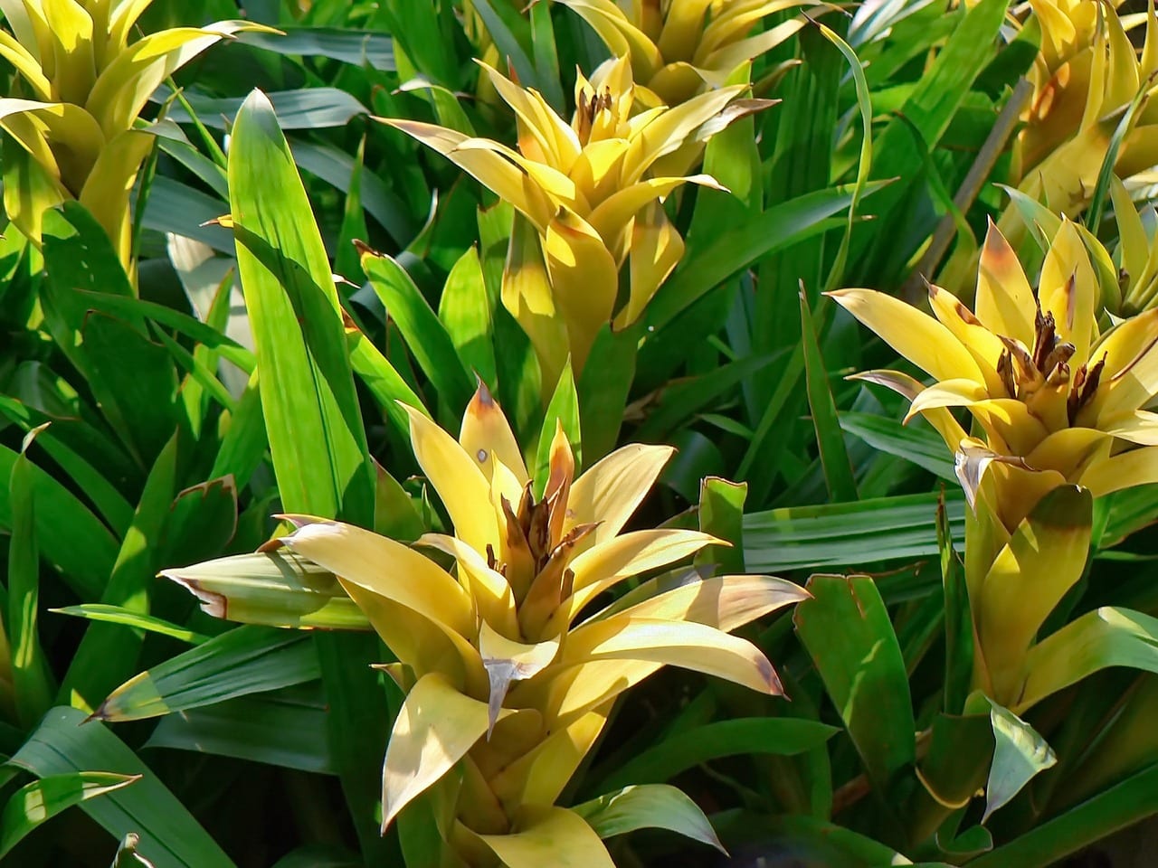 Bromelias en el exterior: especies, riego y frío
