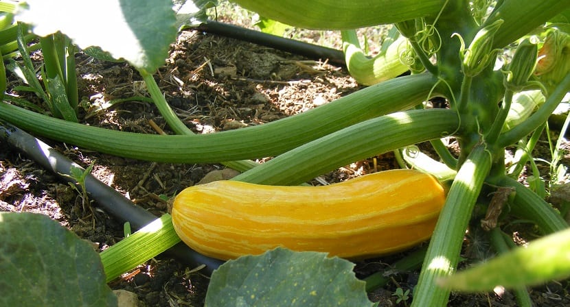 Cómo cultivar calabacines amarillos paso a paso