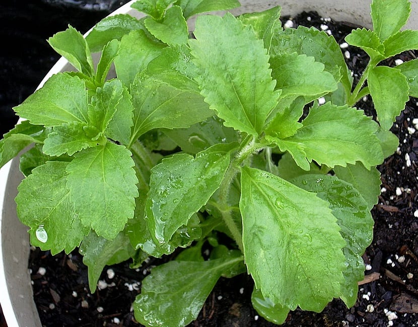 Cultivar estevia en casa: siembra, poda y cosecha