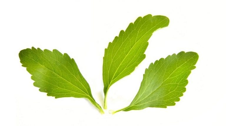 Hojas de estevia recolectadas listas para secar