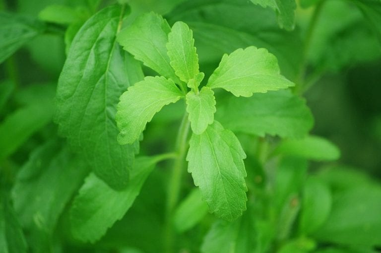 Planta de estevia con sus hojas verdes lanceoladas
