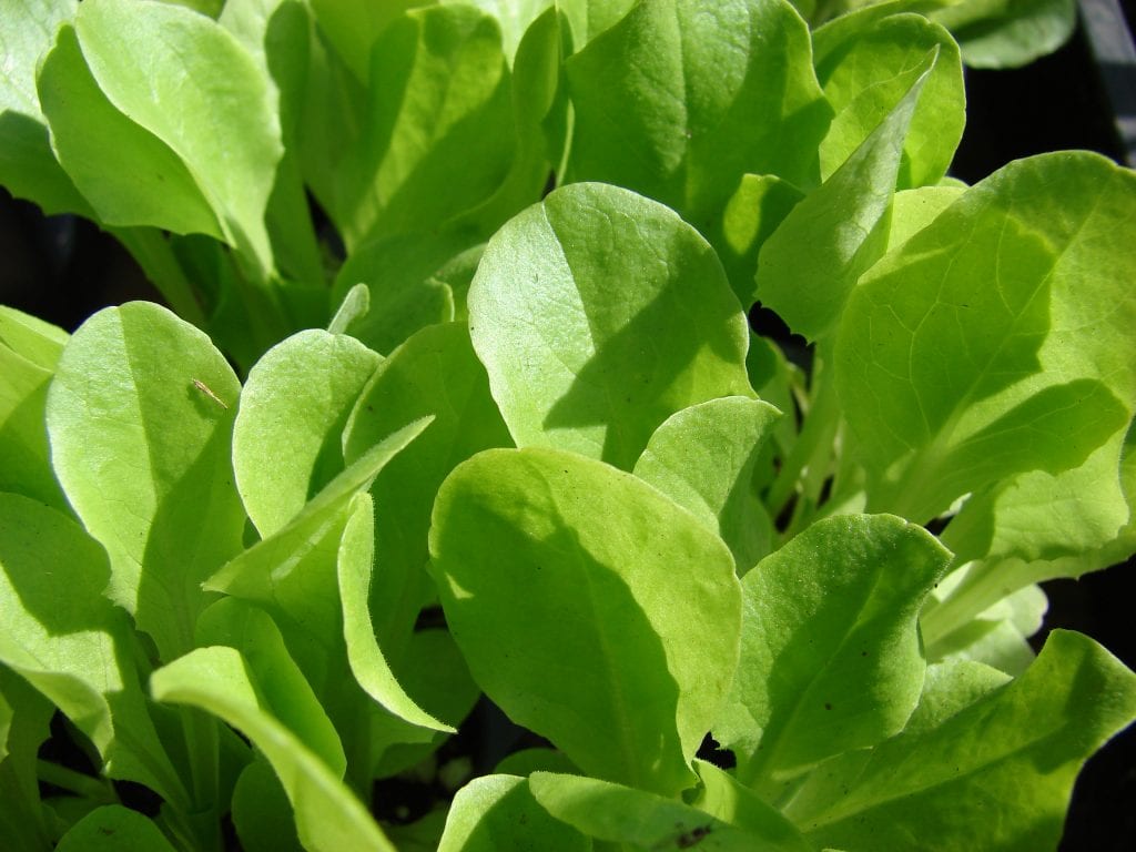 Cultivo de brotes tiernos en casa: guía práctica