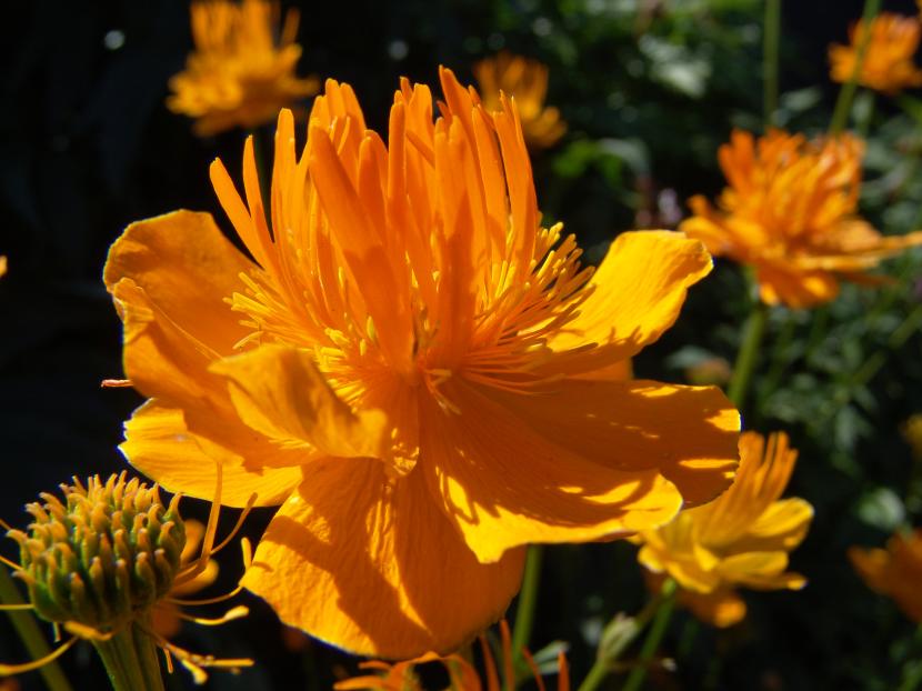 Dudas y curiosidades de jardinería, resueltas