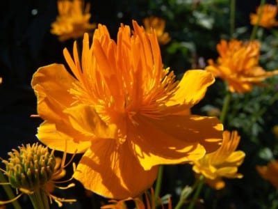 Flor abierta en un jardín
