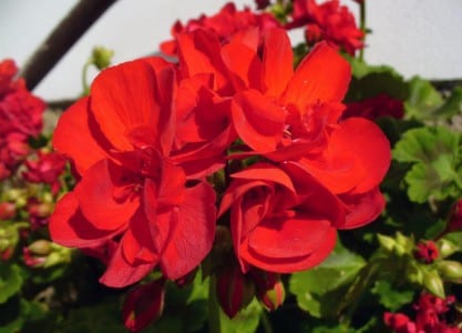 Geranios en flor en una jardinera