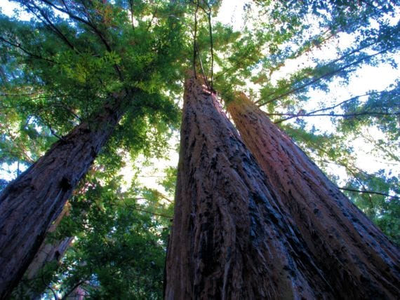Tronco de secuoya roja, el árbol más alto del mundo
