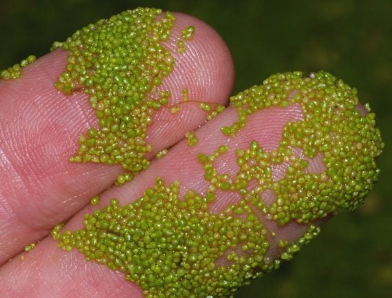 Wolffia, la planta con flor más pequeña del mundo