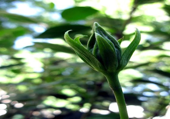 Récords de las plantas: cifras reales y mitos desmontados