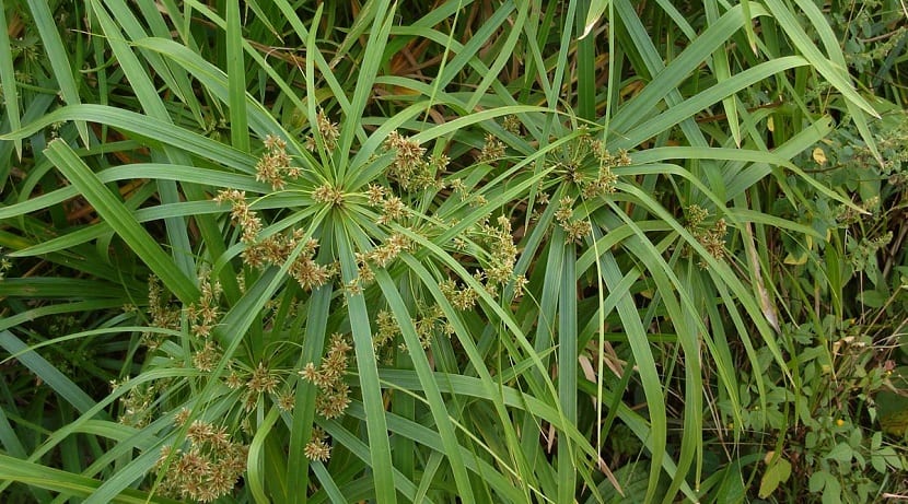 Cyperus: cuidados, especies y riego de la planta paraguas