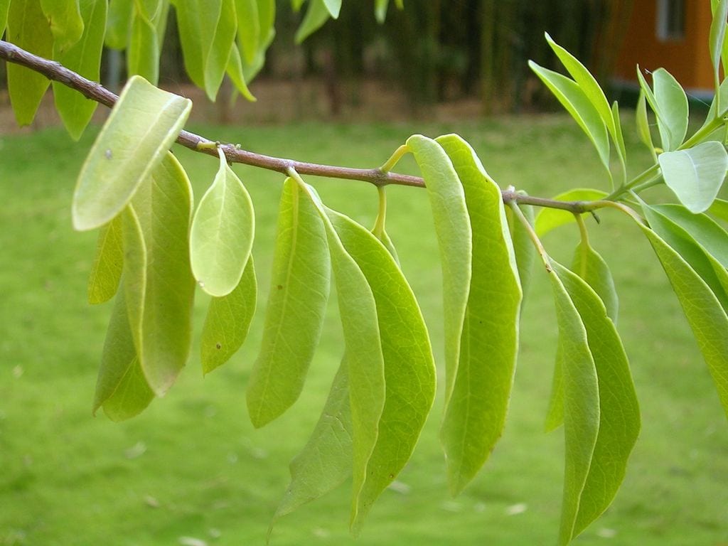 Defoliación: causas, diagnóstico y cómo actuar
