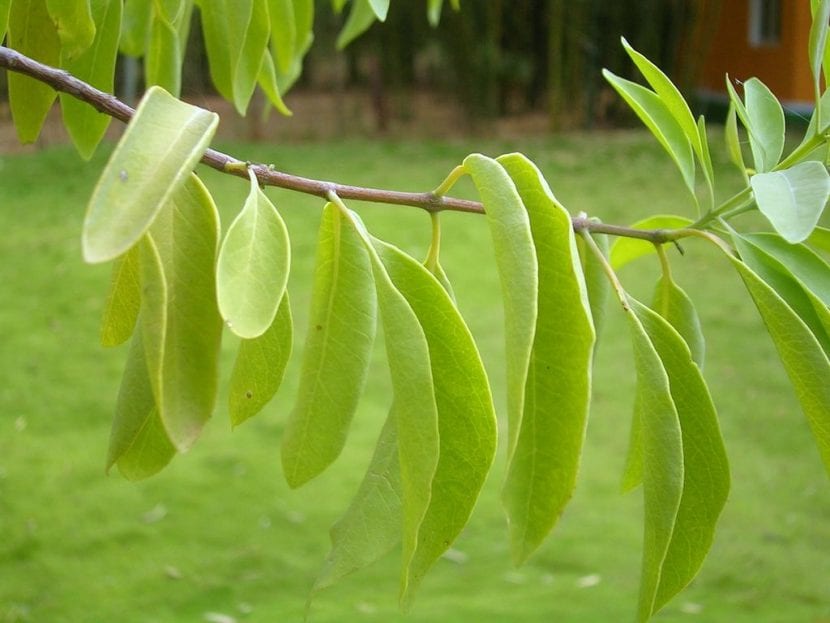 Hojas de un árbol con signos de deterioro