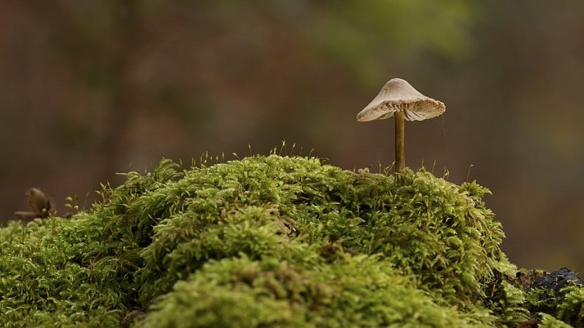 Musgo en el jardín: especies, cultivo y control