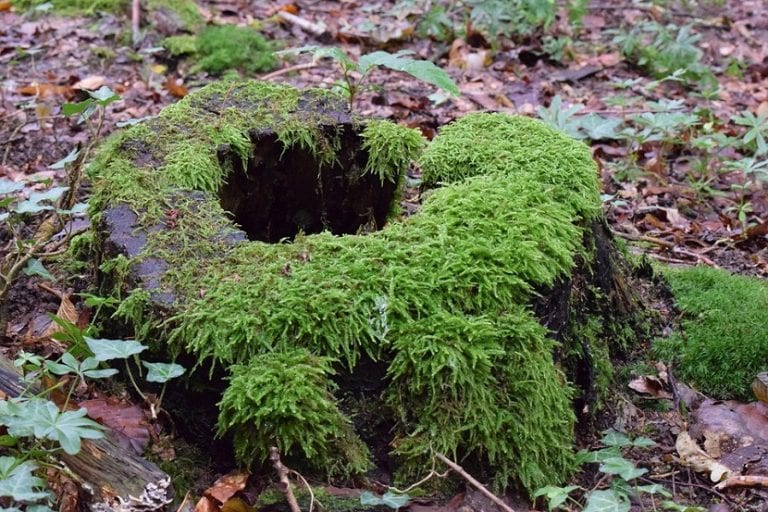 Musgo cubriendo el suelo y las rocas de un bosque húmedo