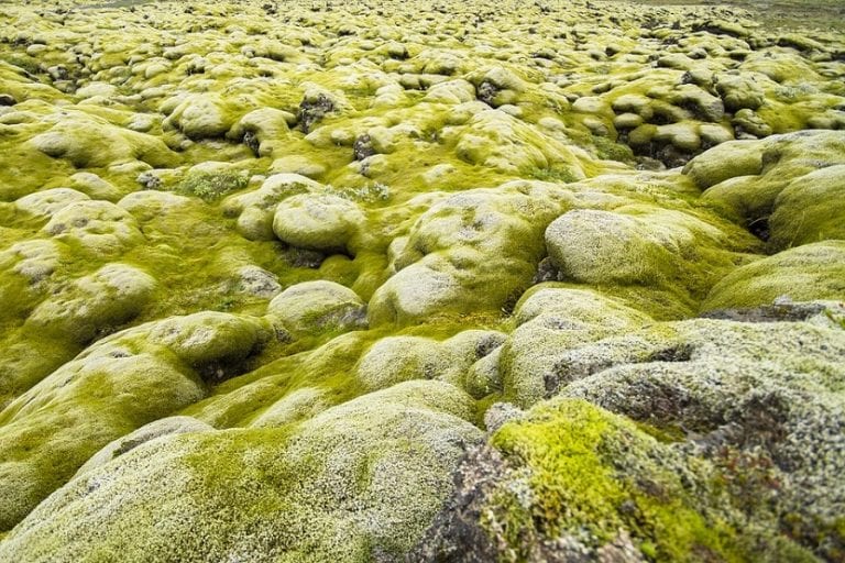 Musgo creciendo sobre piedras