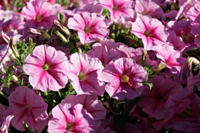 Petunias en flor bien regadas