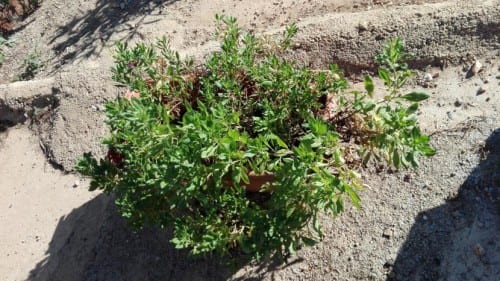 Dimorfoteca en flor, buena candidata para plantar en la carretilla