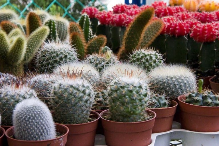 Cactus expuestos en las mesas de un vivero