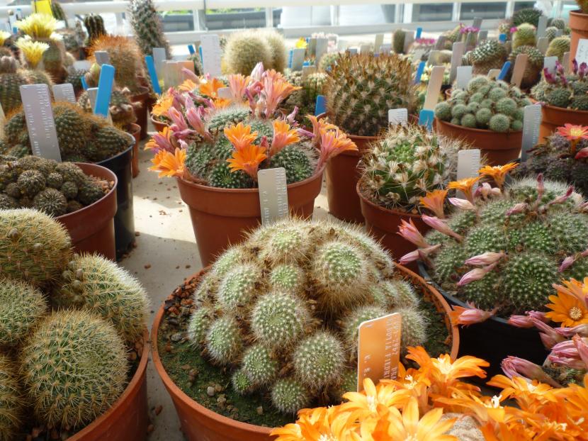 Dónde comprar plantas: vivero, garden, online o mercadillo